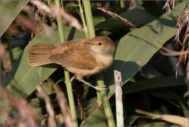 <p>RÁKOSNÍK OBECNÝ (Acrocephalus scirpaceus) /Eurasian reed warbler – Teichrohrsänger/</p>